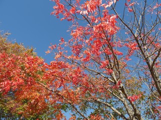 Beautiful colors of fall seen in the tree leaves