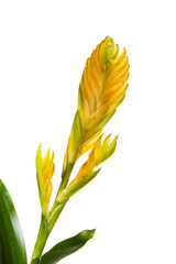 Yellow inflorescence of Vriesea Bromeliad flower isolated on white background