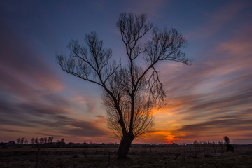 Tree Sunrise