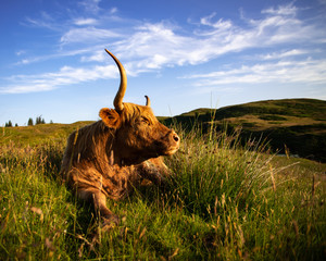 Highland Cattle