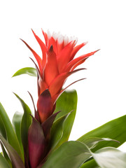 Red Guzmania Bromeliad  inflorescence closeup isolated on white background