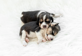 Newborn beagle puppies asleep