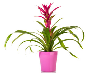 Fototapeta na wymiar Purple Guzmania Bromeliad in pink flower pot isolated on white background