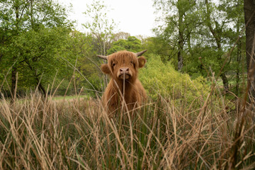 Highland Cattle