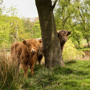 Highland Cattle