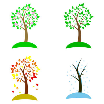 A wonderful tree concept in four seasons on a white background background