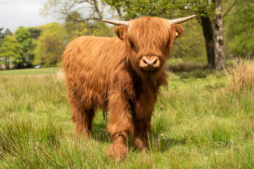 Highland Cattle