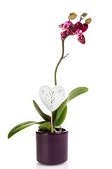 Potted small Phalaenopsis orchid with heart shaped ornament isolated on white background