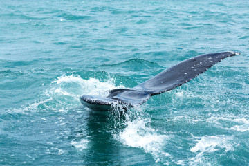 humback whales in iceland