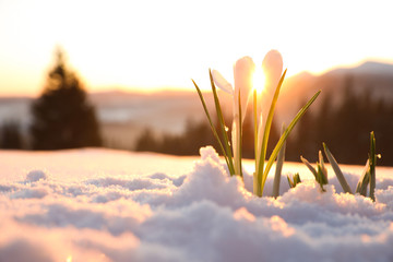 Beautiful crocuses growing through snow, space for text. First spring flowers