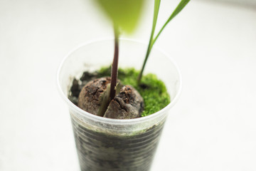 A young fresh avocado sprout with leaves grows from a seed in a pot. Selective focus.