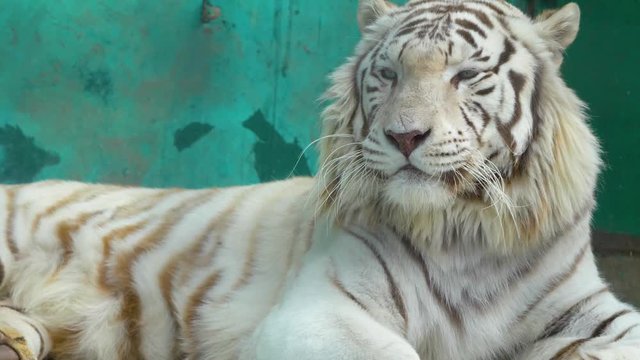 White tiger licks his pink nose