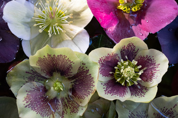 Mixed colour Hellebore flowers floating on water, photographed from above. Hellebores are winter...