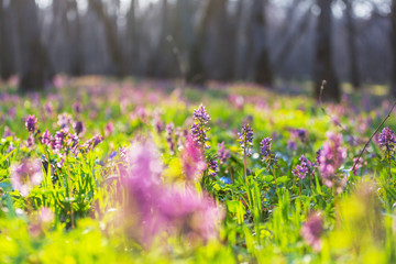 Spring forest