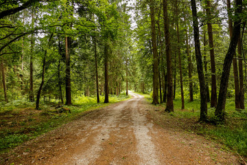 Natural path leading through a forest