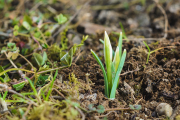 the first delicate little spring leaves that barely look from the ground.
