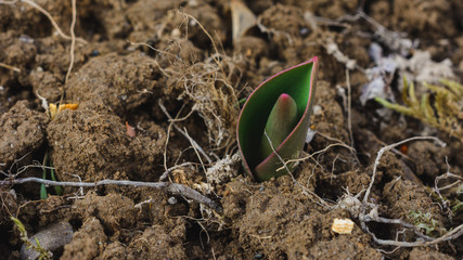 closeup of small leaves of spring crocuses, barely visible buds.