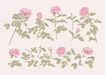 Set with roses. Botanical vector illustration.Pastel colors.