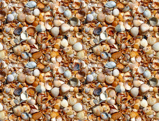Sea shells as background. Seamless background of scattered seashells.