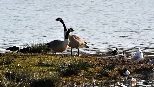 Fight of Canada Goose in habitat. His Latin name is Branta Canadensis.