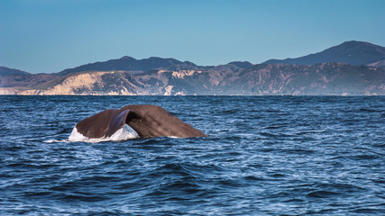 Fototapeta premium Whale watch in Kaikoura