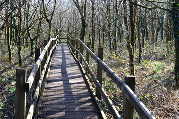 Walk in the woods, sunny and cold Winters day with moss covered fences to guide your path through...