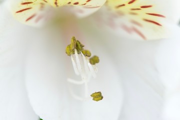 stamens with pestle in the core of alstroemeria bud close-up