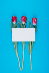 Three tulips on a blue background and a postcard for a note