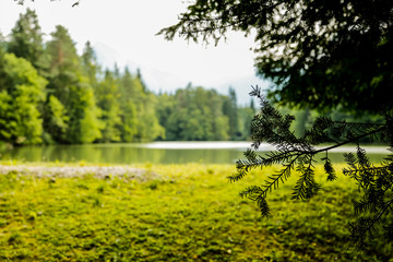 Beautiful landscape with lake and trees