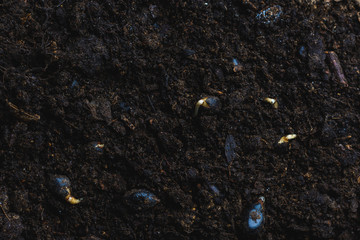 New life, germination of seeds in dry soil, close-up.