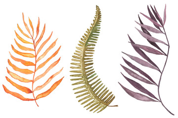 Set of hand drawn tropical leaves painted in watercolour on white background.  Yellow, green and violet. Watercolour autumn and summer colourful illustration. Fern leaf, palm leaf isolated.