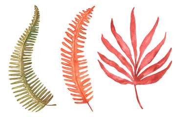 Set of hand drawn tropical leaves painted in watercolour on white background.  Yellow, green and red. Watercolour autumn and summer colourful illustration. Fern leaf, palm leaf isolated. High quality.