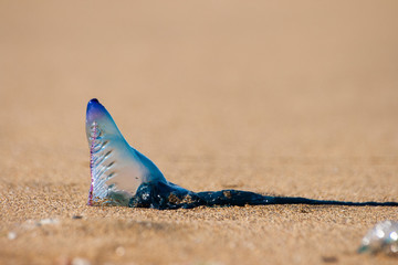 Fototapeta na wymiar Jellyfish on the sand in a sunny day