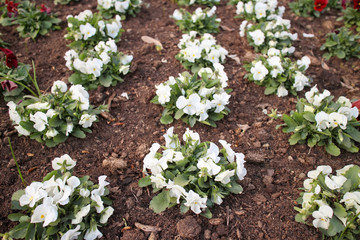white pansies planted in the park, city decoration with flowers, spring mood