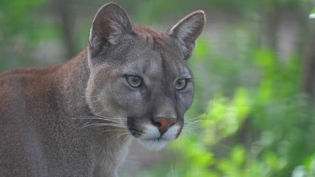 muzzle of the cougar against the background of green bushes close-up