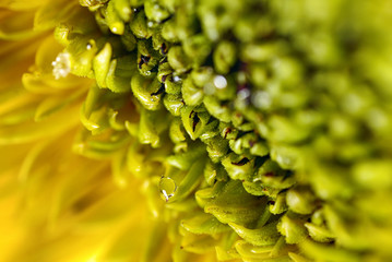 Macro view of sunflower's petals with water drops. Shallow depth of field