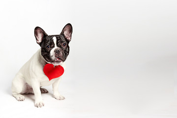 french bulldog dog funny in love on valentines day with red paper heart. White background.