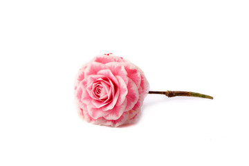 Camelia sobre fondo blanco