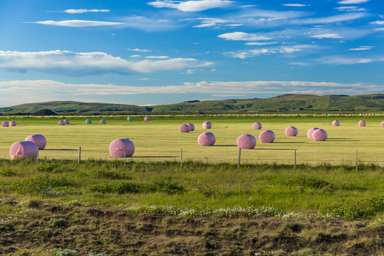 Green landscape of Iceland