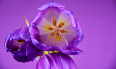 Purple tulips frame stock images. Purple tulips detail on a violet background. Spring floral decoration. Spring flower isolated on a purple background with copy space for text. Purple flower top view