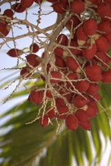 Bright red betel nuts hanging from a tree, cropped shot