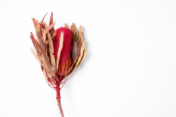 Dried red Australian native Banksia flower, photographed from above, on white background.