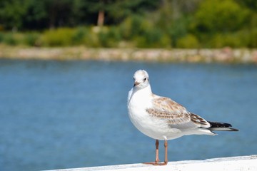 Single seagull (larinae) standing on the railing of the pier. Bird on a white balustrade with a blurred marine background.