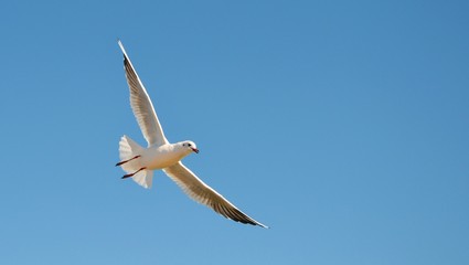 Single seagull (larinae) in the blue sky. Free copy space, place for text