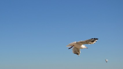 Obraz premium Single seagull (larinae) in the blue sky. Free copy space, place for text