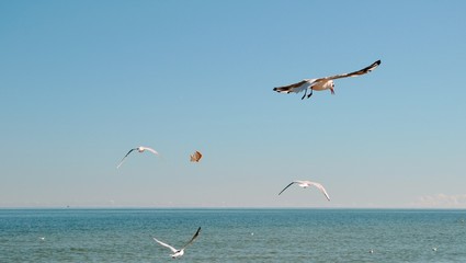 Flying seagulls (larinae) catching  a slice of bread