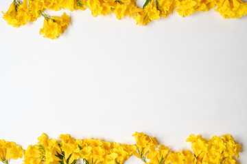 Yellow flower on white backdrop with copy space.top view