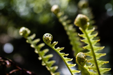 fern in forest