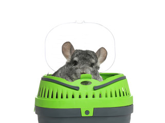 Cute grey chinchilla inside carrier on white background