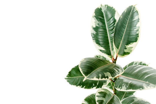 Home plant green leaf ficus benjamina, elastica on a white background 